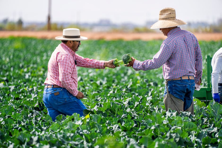 Compliant farmers could face fewer inspections under new water pollution proposals