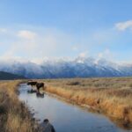 Regional Wildlife Tracking Technology