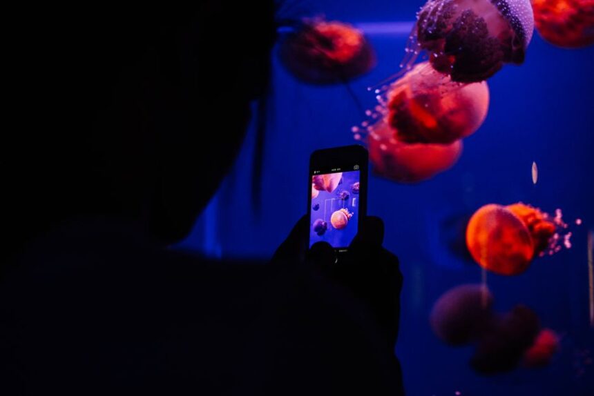 Rashid Sheriff Captures Award-Winning Underwater Image with Smartphone