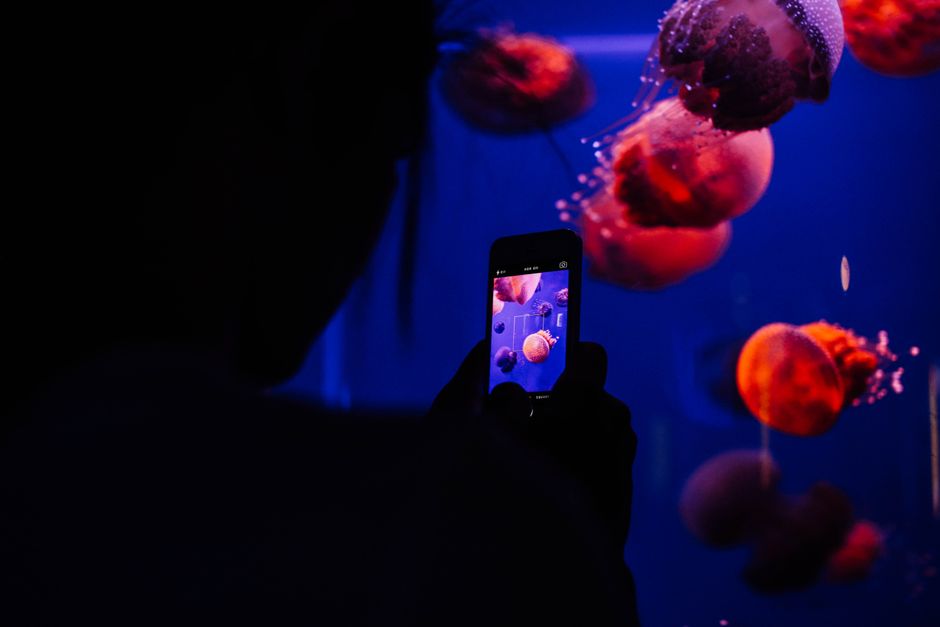 Rashid Sheriff Captures Award-Winning Underwater Image with Smartphone