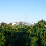 Sustainable Urban Garden Designs for Small Spaces