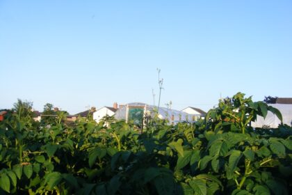 Sustainable Urban Garden Designs for Small Spaces