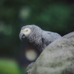 Urban Wildlife Sanctuary Monitoring and Data