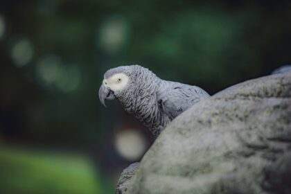 Urban Wildlife Sanctuary Monitoring and Data
