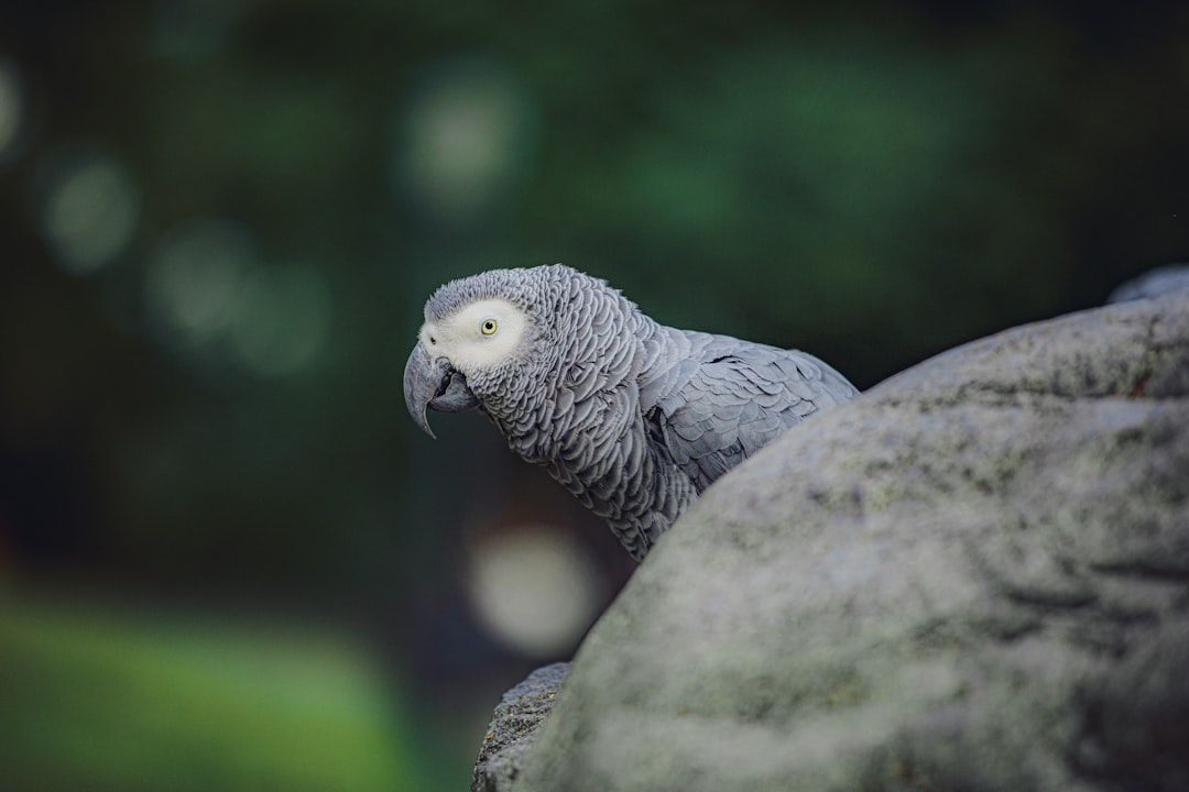 Urban Wildlife Sanctuary Monitoring and Data