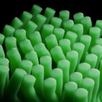 Rows of glowing green cylindrical forms against a dark background, suggesting cultivated algae