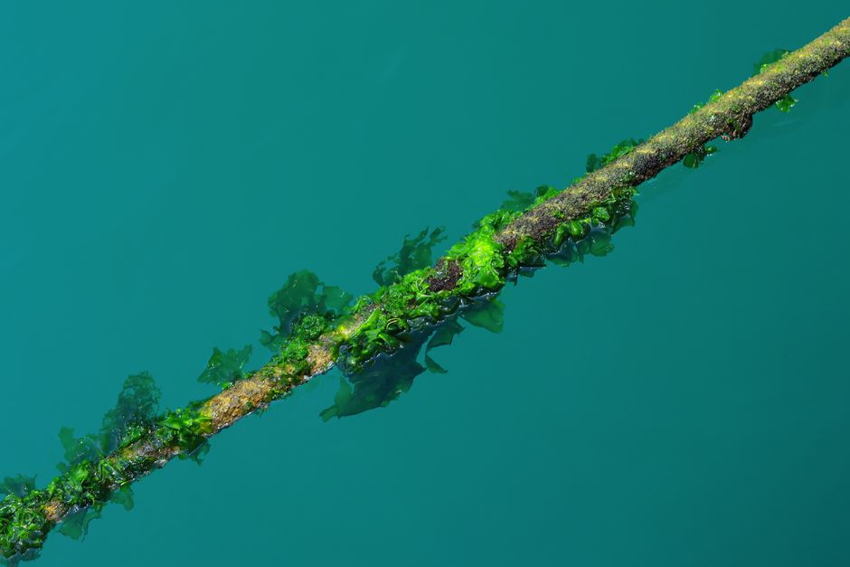 urban algae carbon capture research