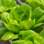 How Closed-Loop Hydroponic Systems Work in Urban Growing