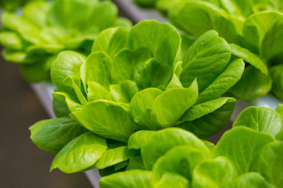 How Closed-Loop Hydroponic Systems Work in Urban Growing
